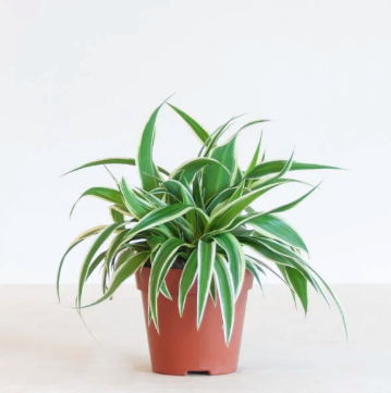 GRASLELIE – CHLOROPHYTUM COMOSUM