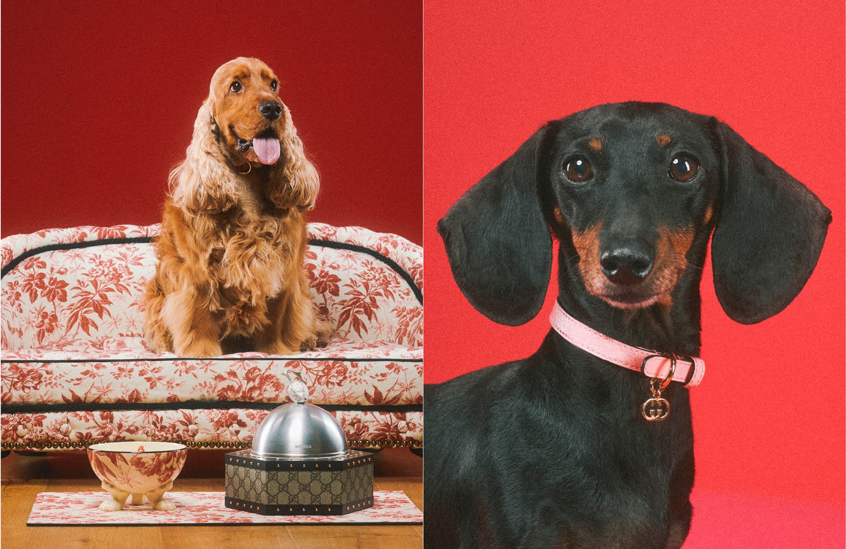 De Gucci Pet-collectie.