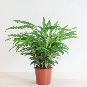 FLUWELEN CALATHEA – CALATHEA RUFIBARBA 