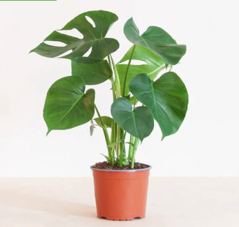 GATENPLANT – MONSTERA DELICIOSA