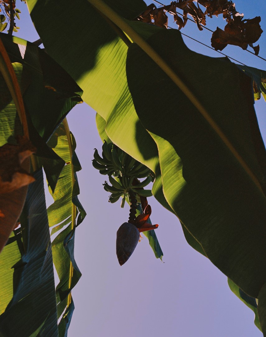 Platano, 2019. Fotografie: Lonneke van der Palen.
