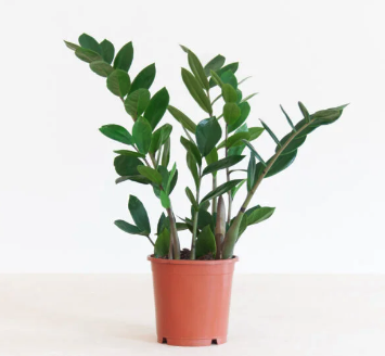 ZZ PLANT – ZAMIOCULCAS ZAMIIFOLIA 