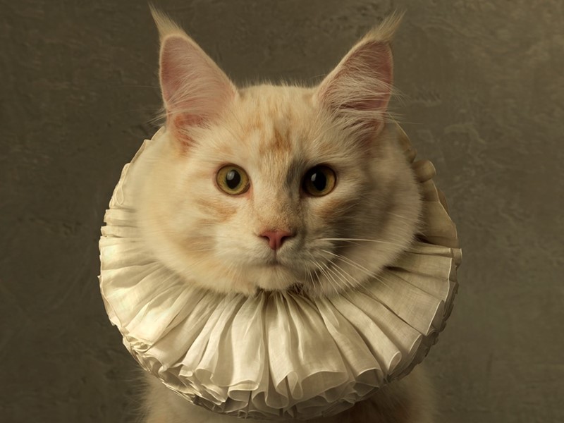 Cat with White Collar VI, 2016. Fotografie: Marie Cécile Thijs