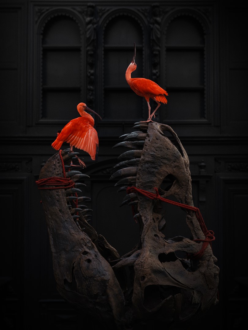 Taxidermie-installatie van Darwin, Sinke & Van Tongeren: twee felrode ibissen op een dinosauriërsschedel. Te zien in het nieuwe Art Zoo Museum Amsterdam, zomer 2025.