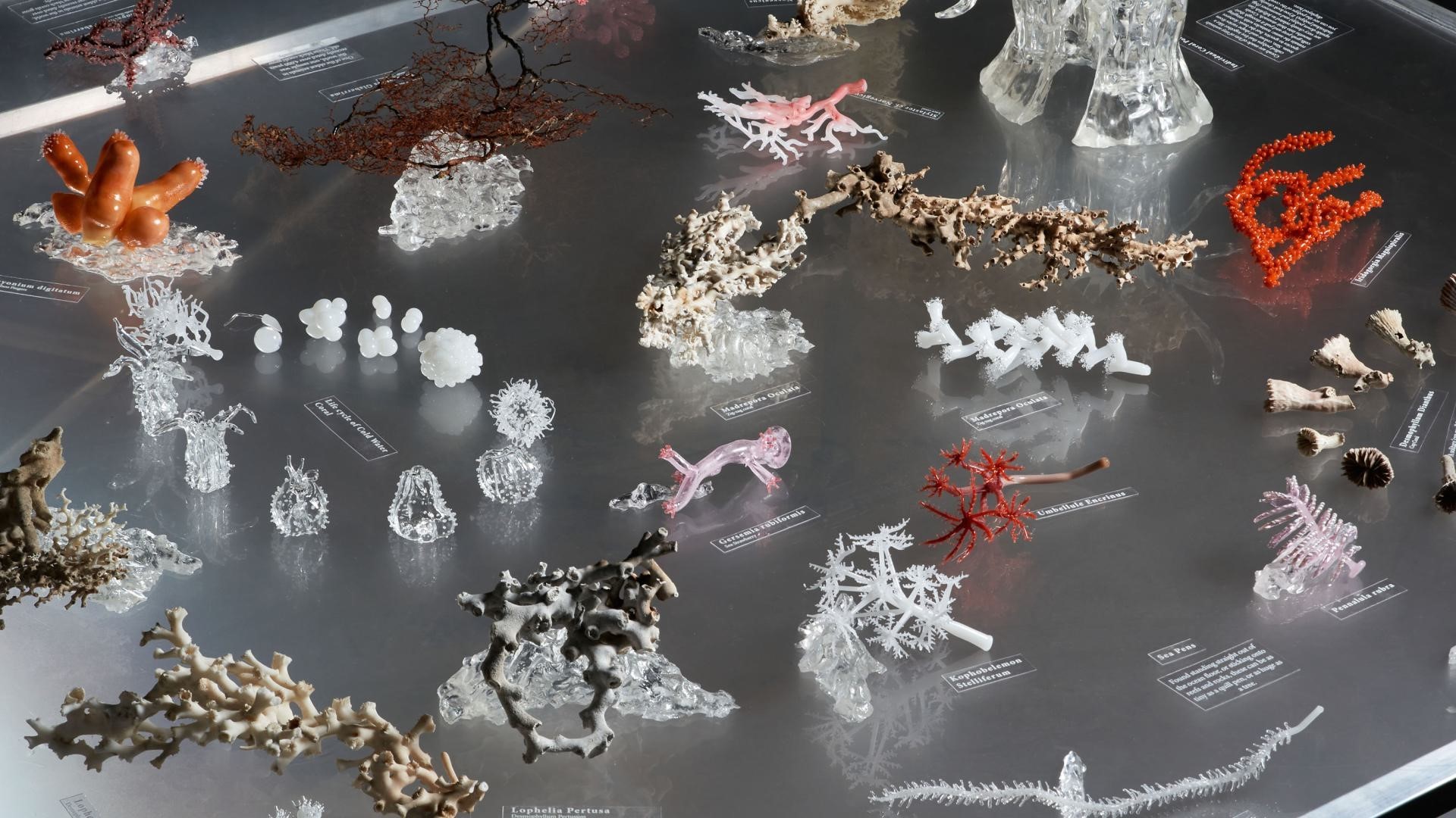Display met wetenschappelijk nauwkeurige glasmodellen van Europees koudwaterkoraal—helder, wit, roze en rood—met labels op een metalen tafel.