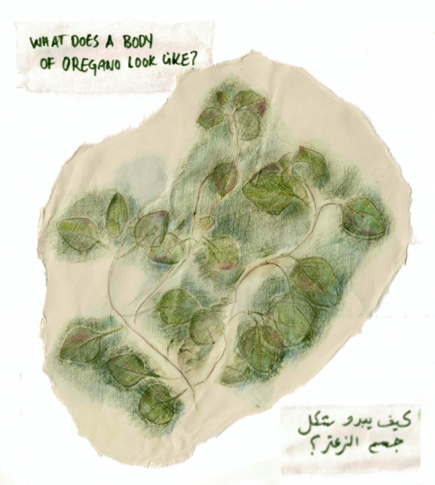 Samah Hijawi - Body of Oregano