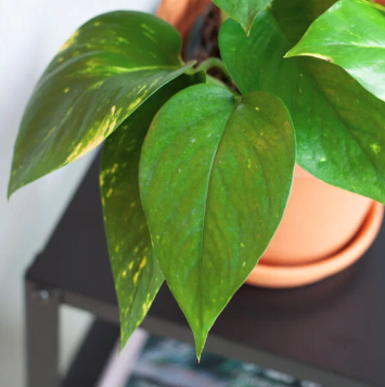 SCINDAPSUS – EPIPREMNUM PINNATUM AUREUM