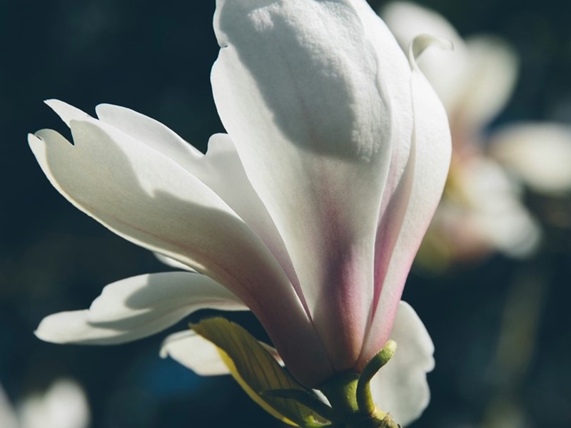 Fotografie: John Flygare Unsplash.