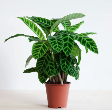 ZEBRAPLANT - CALATHEA ZEBRINA 