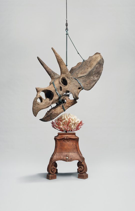 Triceratops Darwin, Sinke & Van Tongeren, fotografie: Tim Mintiens