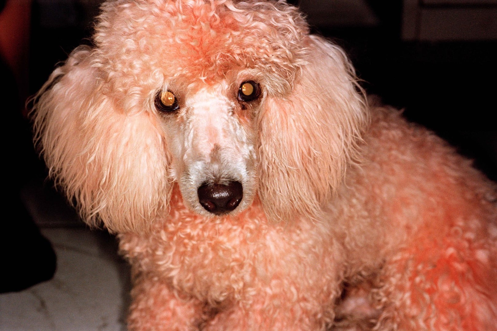 Bangkok Thailand 1998, From Common Sense series 1995-1999, Martin Parr, Magnum Photos